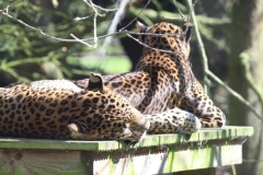 20170409 - Banham Zoo