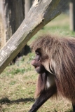Banham-Zoo-021