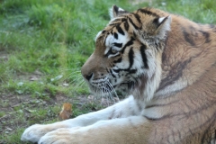 Banham-Zoo-044