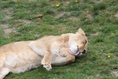 20170410 - Africa Alive