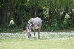 Banham-Zoo-005