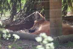 20170514 - Banham Zoo