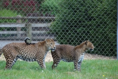 Banham-Zoo-032