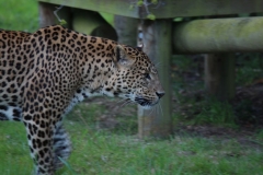 Banham-Zoo-033