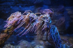 Sealife-London-001