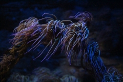 20170805 - Sealife Center London