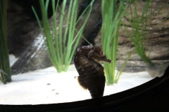 Sealife-London-005