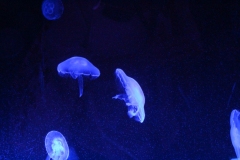 Sealife-London-021