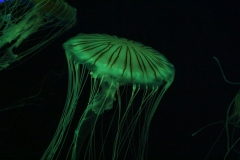 Sealife-London-029