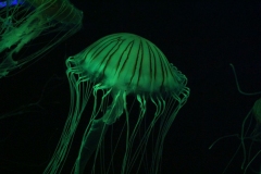 Sealife-London-030