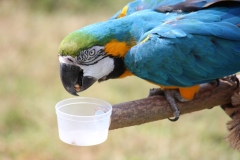 20180714 - Paradise Wildlife Park