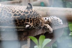 20180815 - Paradise Wildlife Park