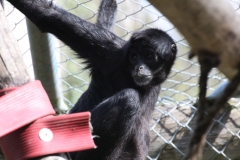 20180915 - Banham Zoo