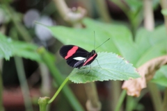 Whipsnade-002