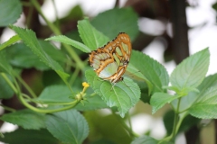 Whipsnade-006