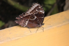 Whipsnade-009