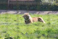 Whipsnade-010