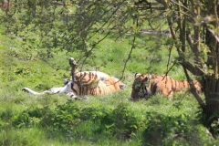 Whipsnade-011