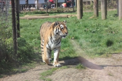 Whipsnade-014