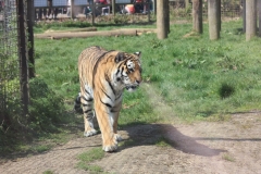 Whipsnade-015