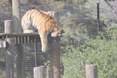 Whipsnade-016