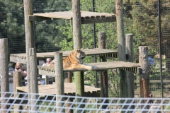 Whipsnade-017