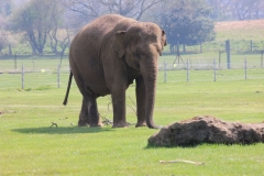 Whipsnade-018