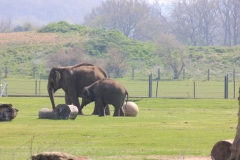 Whipsnade-019