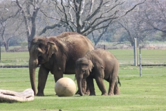 Whipsnade-020