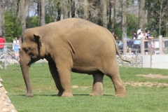 Whipsnade-021
