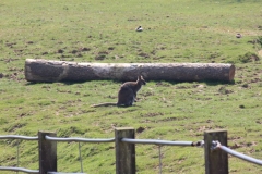 Whipsnade-023