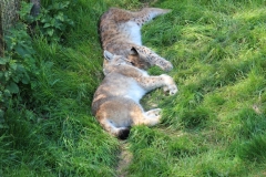 Whipsnade-025