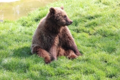 Whipsnade-026