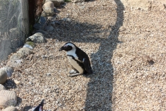 Whipsnade-029