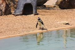 Whipsnade-032