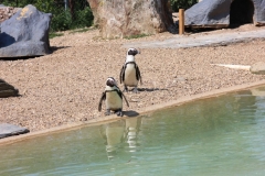 Whipsnade-033