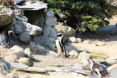 Whipsnade-034