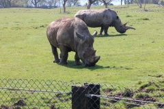 Whipsnade-037