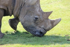 Whipsnade-038