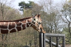 Whipsnade-039
