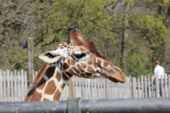 Whipsnade-040