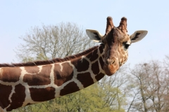 Whipsnade-041