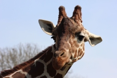Whipsnade-042