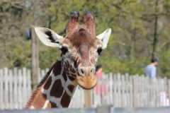 Whipsnade-043