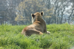 Whipsnade-044
