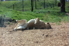 Whipsnade-045