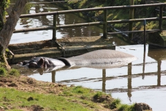 Whipsnade-046