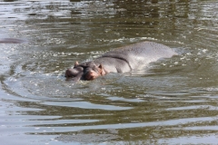 Whipsnade-049