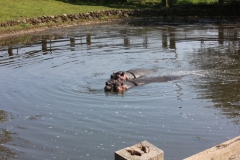 Whipsnade-051