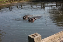 Whipsnade-052